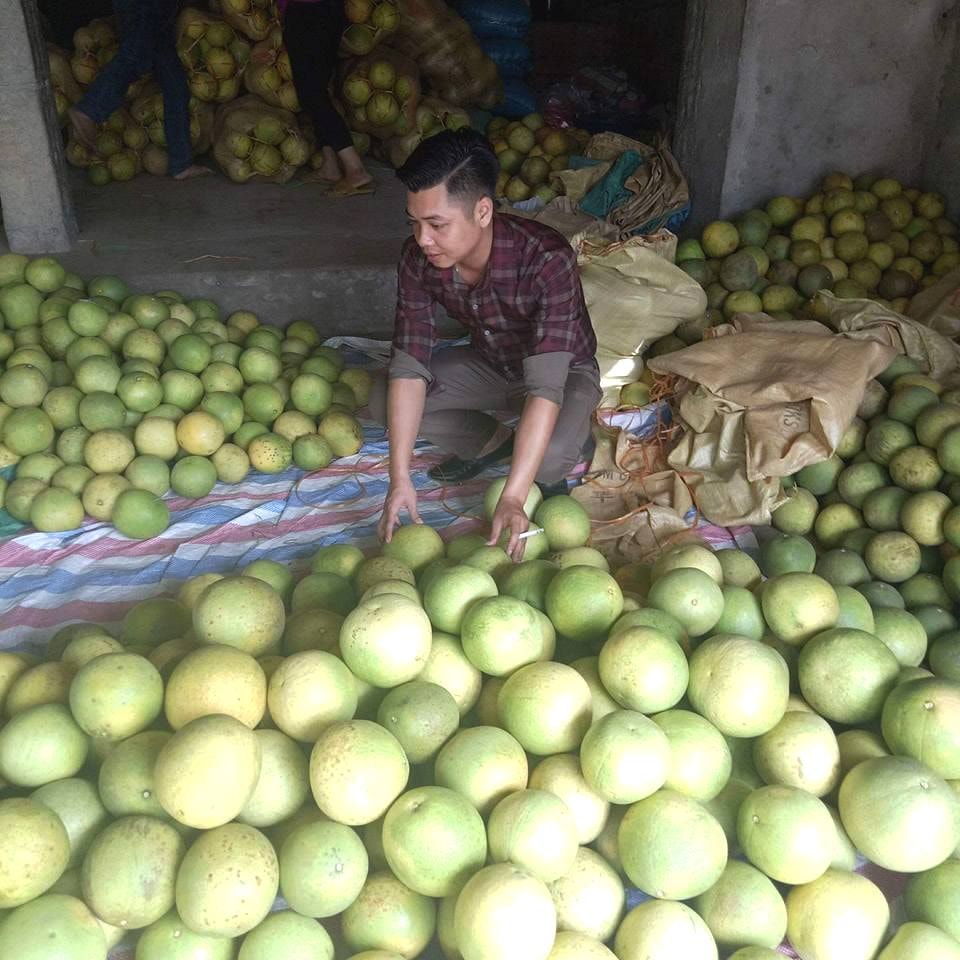 Mùa thu hái bưởi ở các làng của vùng đất Đoan Hùng Mùa thu hái bưởi ở các làng của vùng đất Đoan Hùng
