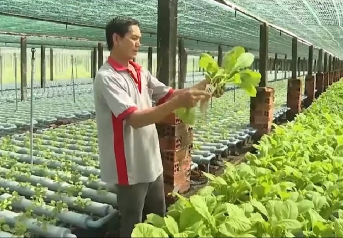 Ông Phan Tấn Nghiêm bên vườn rau được trồng với công nghệ thủy canh. Ông Phan Tấn Nghiêm bên vườn rau được trồng với công nghệ thủy canh.