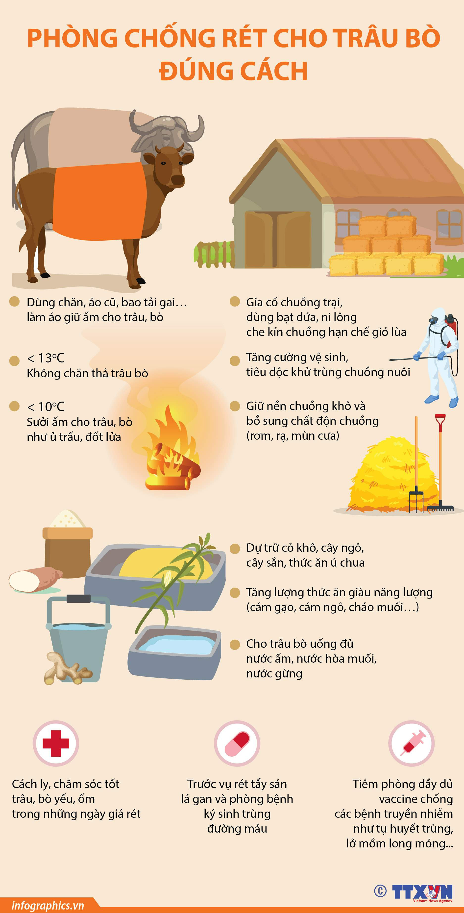 Phòng chống rét cho trâu bò đúng cách