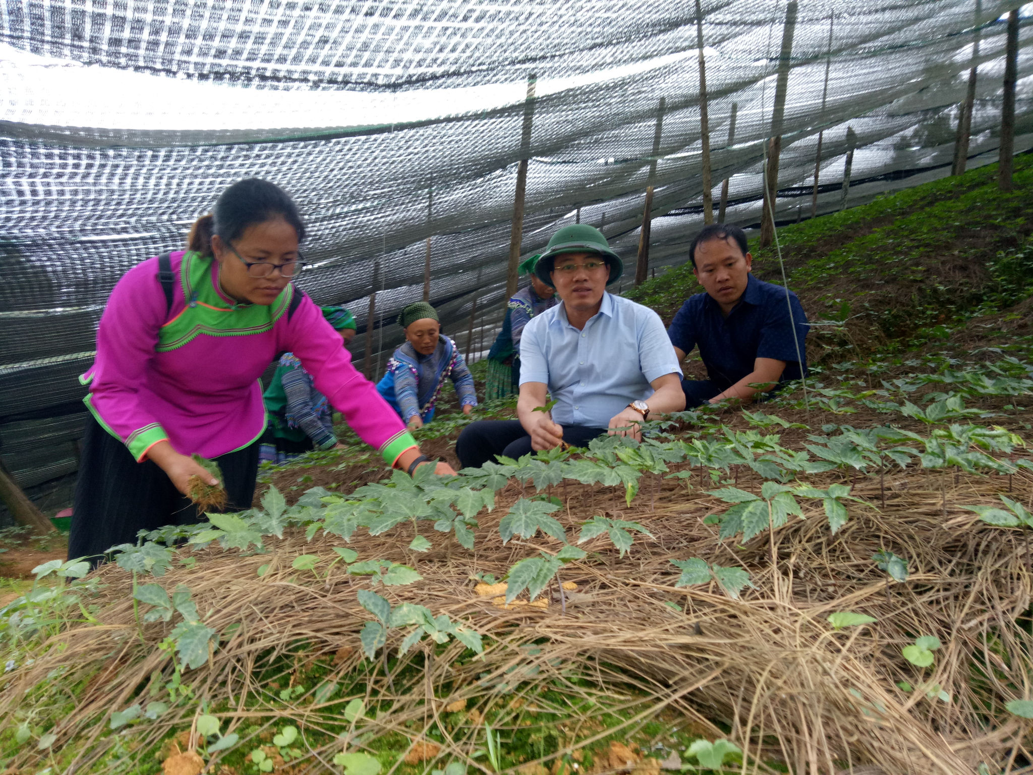 Cây tam thất nếu được trồng và chăm sóc đúng kỹ thuật mỗi héc ta có thể cho thu hoạch trên 1 tỷ đồng