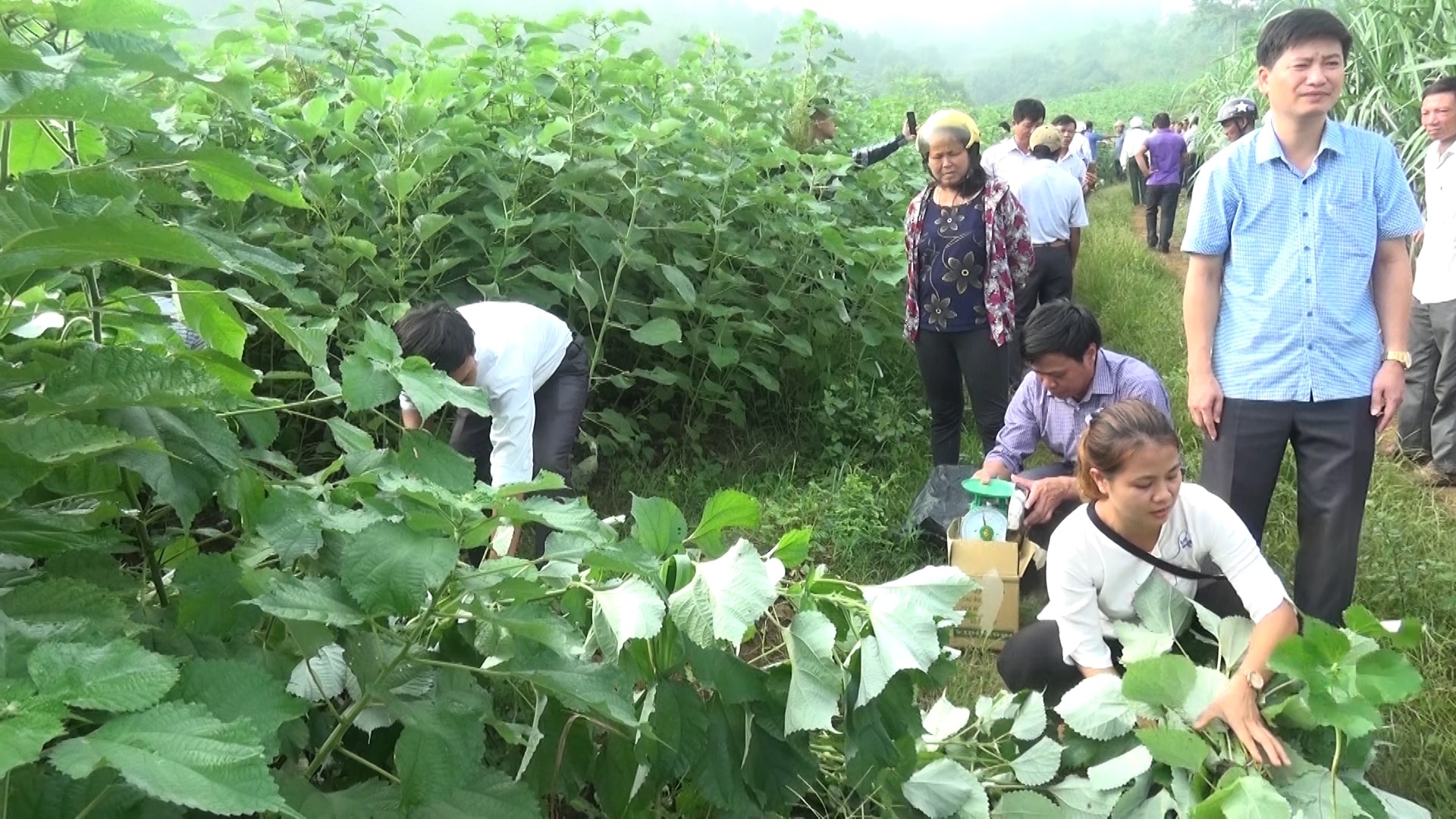 Mô hình trồng cây gai Xanh mang lại hiệu quả kinh tế cao cho người dân huyện Cẩm Thủy