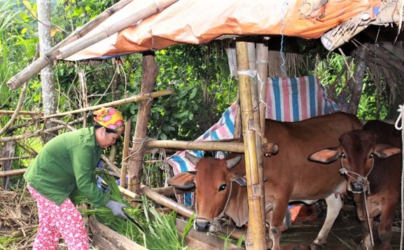 bà Trương Thị Sen, xóm Đại Lợi, xã Văn Lợi 