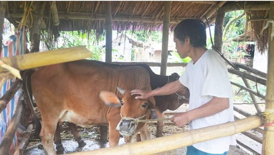 Ông Trương Văn Thiết, dân tộc Thổ ở xóm Đại Thành, xã Văn Lợi đang chăm sóc bò của gia đình.