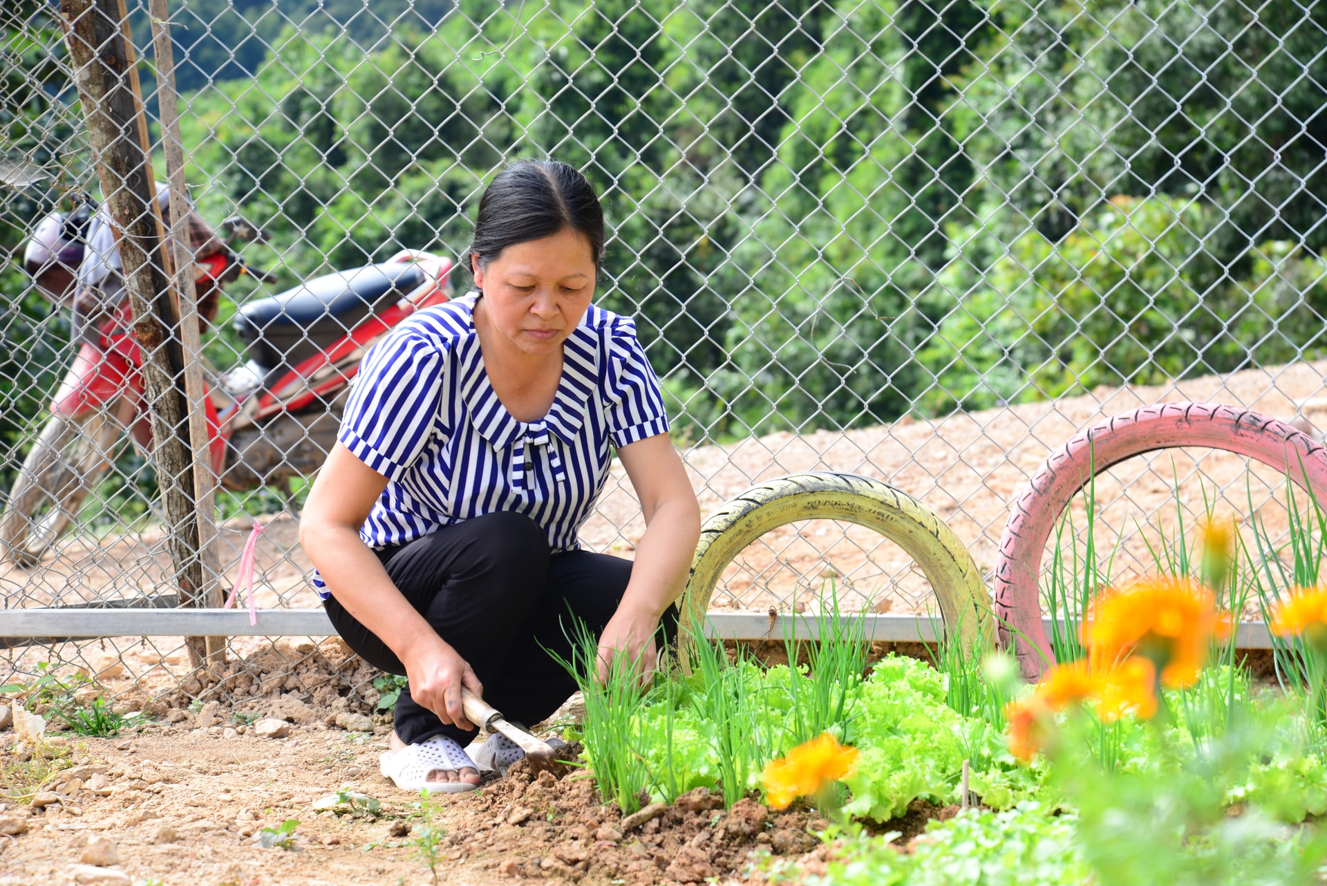 Giáo viên cắm bản tăng gia trồng rau xanh bảo đảm dinh dưỡng cho học sinh.