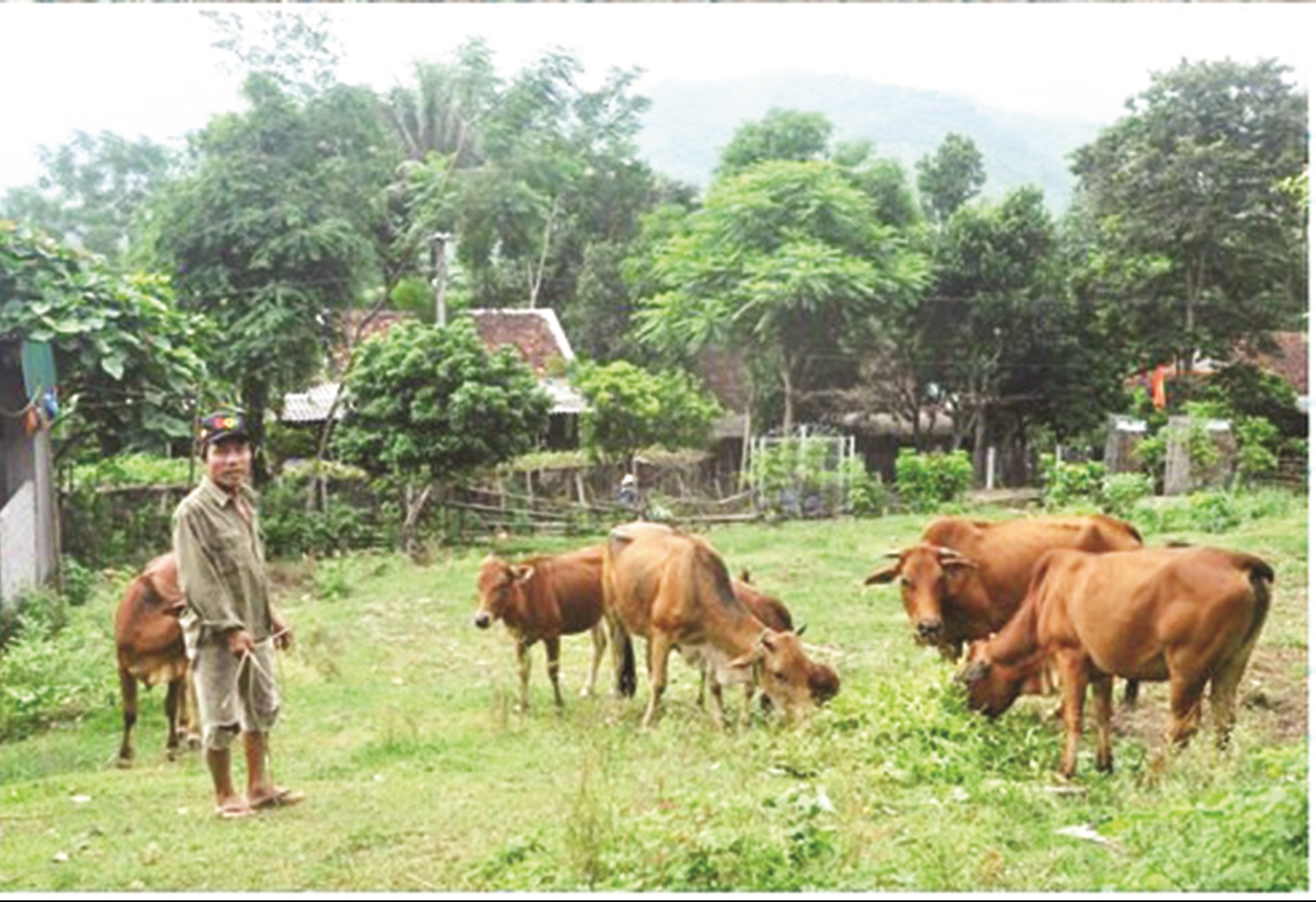 Mô hình chăn nuôi bò thoát nghèo ở Tương Dương. Mô hình chăn nuôi bò thoát nghèo ở Tương Dương.
