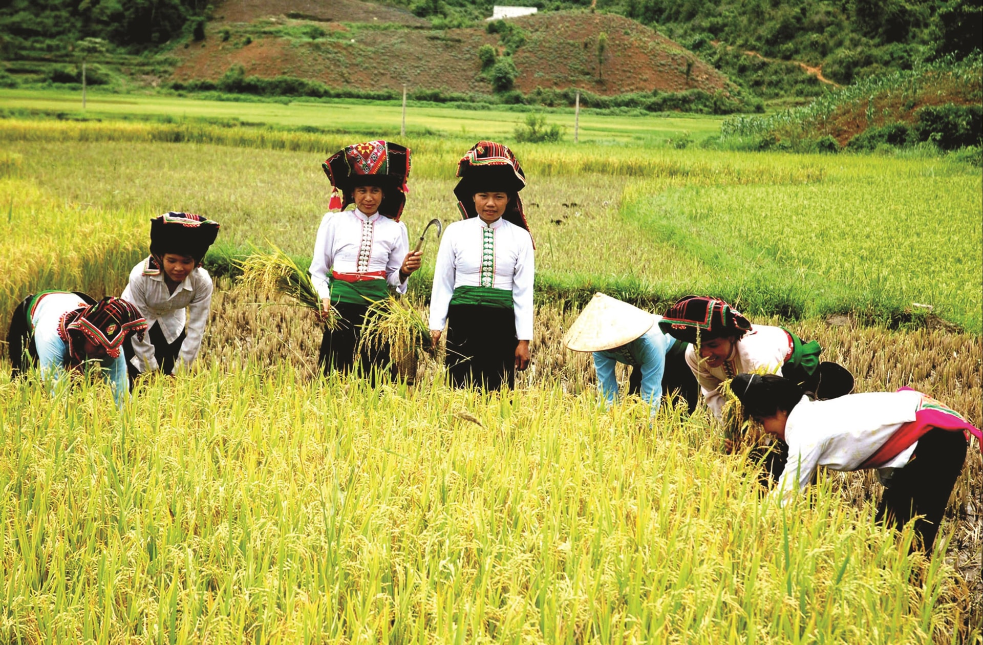 Lúa gạo - 1 trong 5 mặt hàng tạo ấn tượng nhất trong xuất khẩu nông sản. Lúa gạo - 1 trong 5 mặt hàng tạo ấn tượng nhất trong xuất khẩu nông sản.
