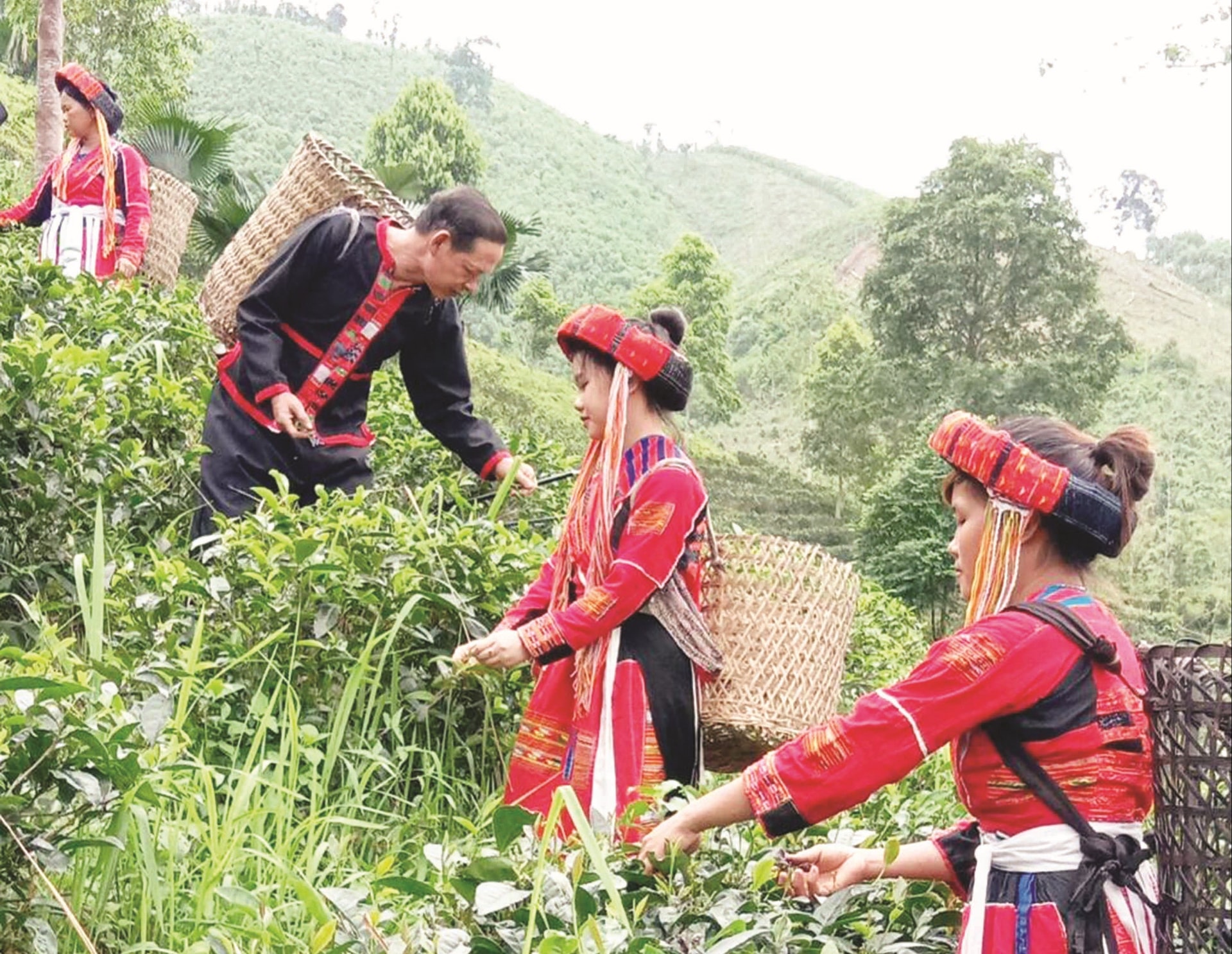 Tạo sinh kế bền vững cho đồng bào DTTS là mục tiêu của các địa phương  trong nhiệm kỳ 2020 - 2025. (Ảnh minh họa)