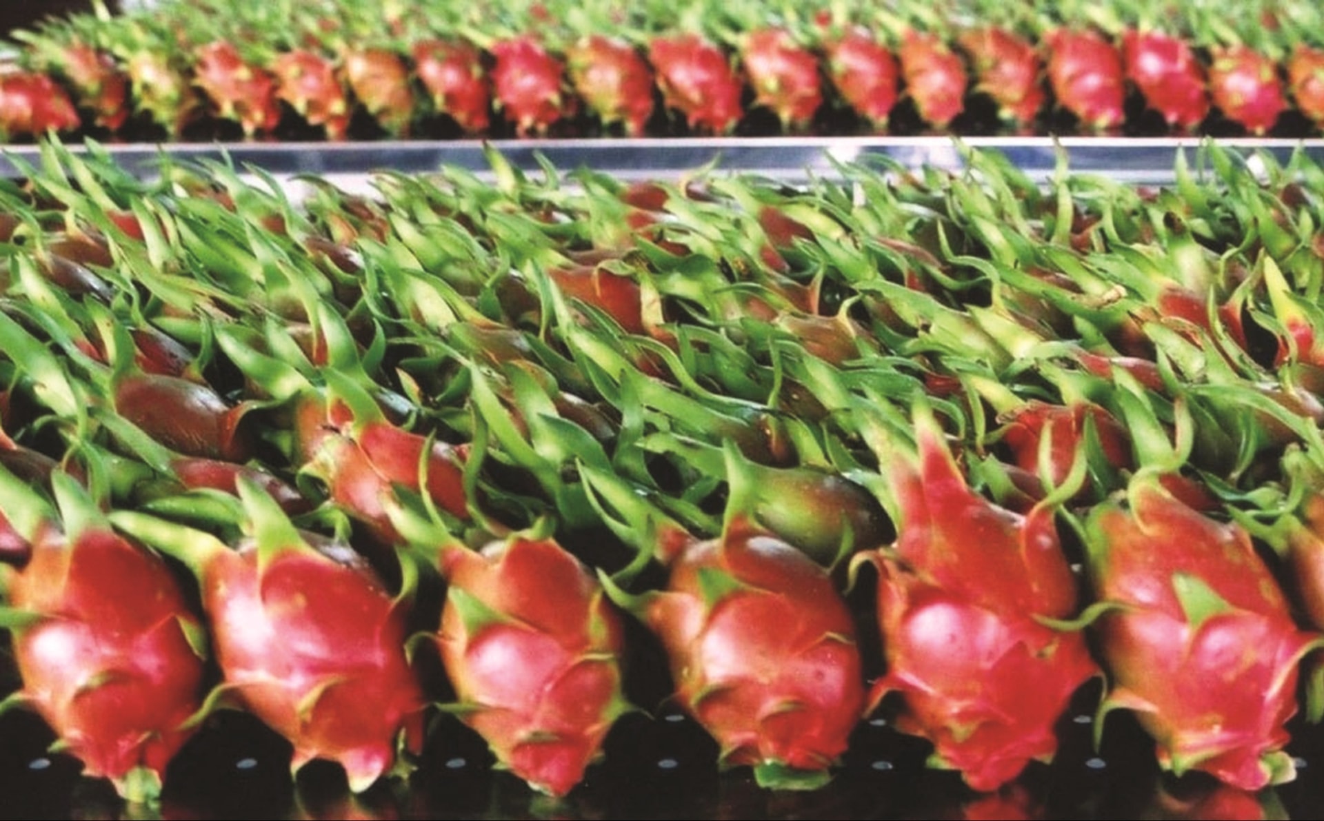 Nhiều mặt hàng nông sản vùng DTTS và miền núi góp phần không nhỏ vào thành quả xuất khẩu nông sản. Nhiều mặt hàng nông sản vùng DTTS và miền núi góp phần không nhỏ vào thành quả xuất khẩu nông sản.