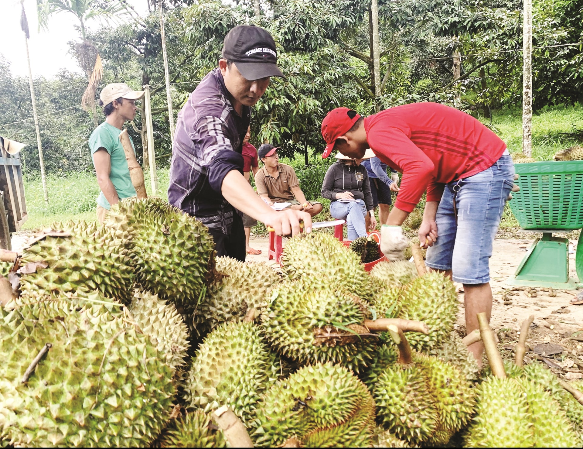 Người dân Khánh Sơn thu hoạch sầu riêng. Người dân Khánh Sơn thu hoạch sầu riêng.