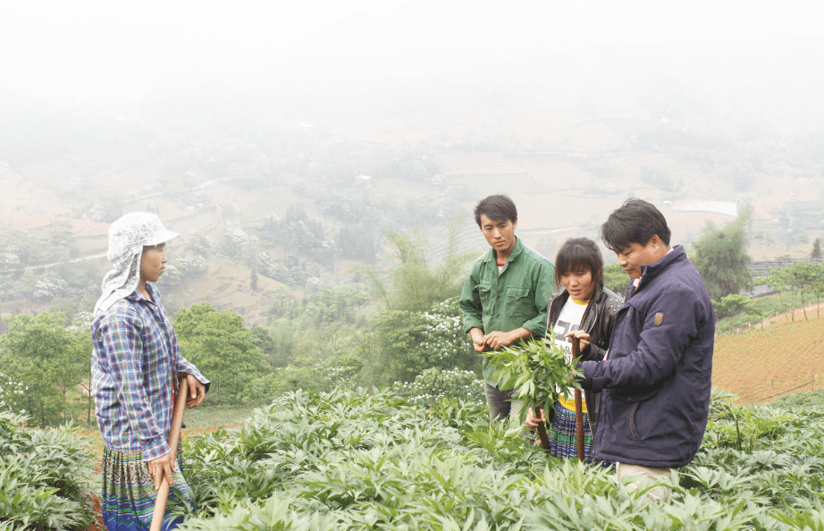 Cây đương quy là một trong những cây trồng chủ lực góp phần nâng cao thu nhập cho bà con nông dân Si Ma Cai.