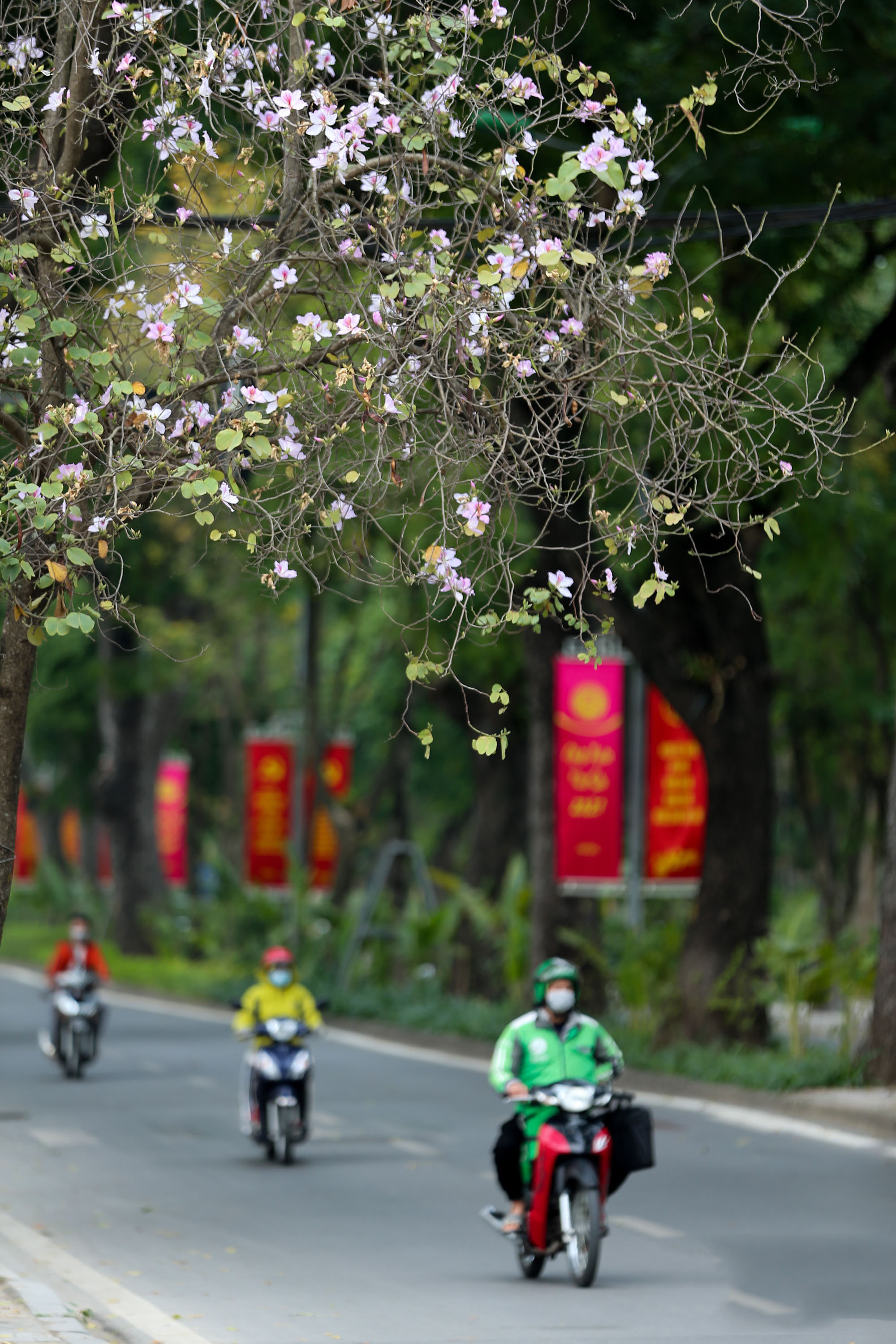 Hoa ban Tây Bắc bung nở giữa lòng Hà Nội 5
