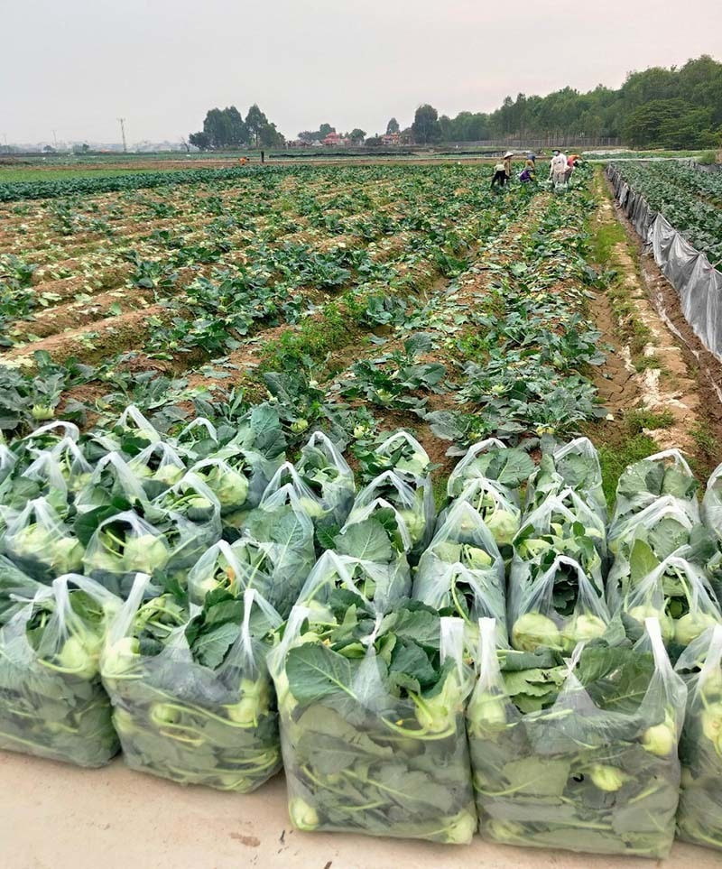 Tại tỉnh Hải Dương còn khoảng gần 4.000 tấn rau xanh các loại đến kỳ thu hoạch nhưng khó tiêu thụ do ảnh hưởng bởi dịch Covid-19