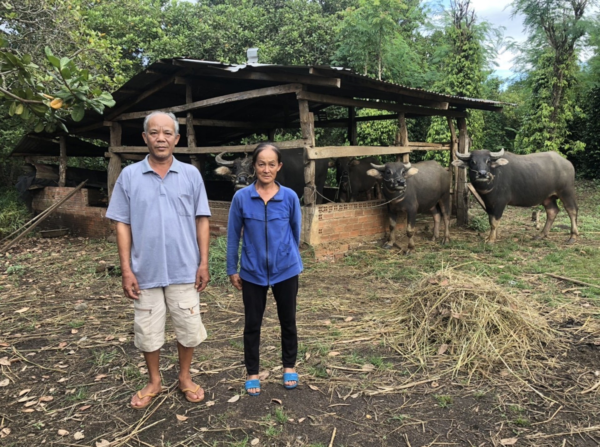 Vợ chồng ông Liêu Văn Kỳ, ấp 5, xã Thanh Hòa, huyện Bù Đốp khoe đàn trâu sinh sản của gia đình.