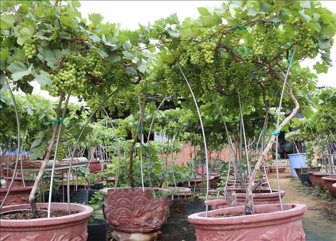 Vườn nho cảnh Vườn nho cảnh