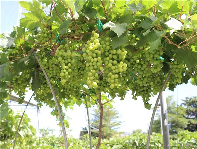 Những chậu nho cảnh của anh Lê Ngọc Cường sai trĩu quả Những chậu nho cảnh của anh Lê Ngọc Cường sai trĩu quả