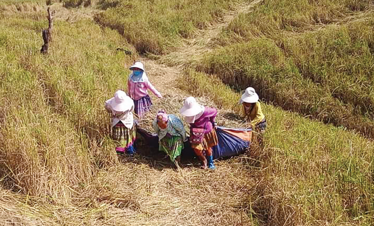 Bà con dân tộc Mông ở bản Phiêng Cài, xã Loóng Sập, huyện Mộc Châu  (Sơn La) thu hoạch lúa nương.