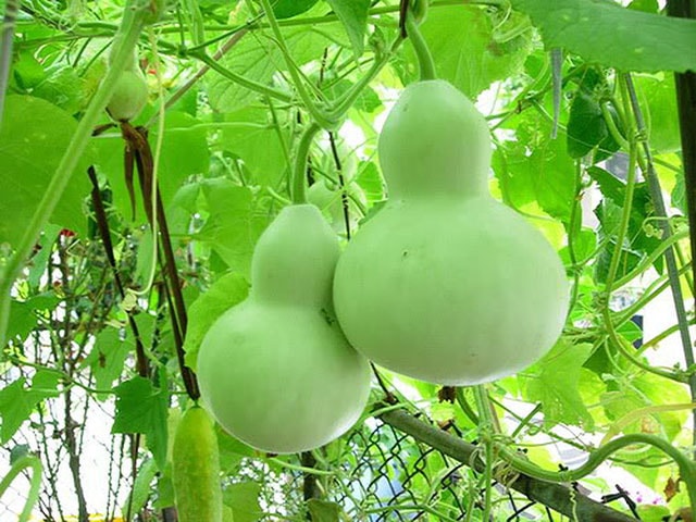 Bầu hồ lô không chỉ có giá trị kinh tế mà còn mang lại điểm lành cho ngôi nhà của bạn. Ảnh minh họa