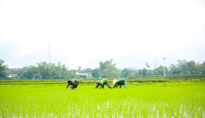 Nhiều diện tích lúa ở các huyện miền núi Nghệ An đang phát triển tốt.