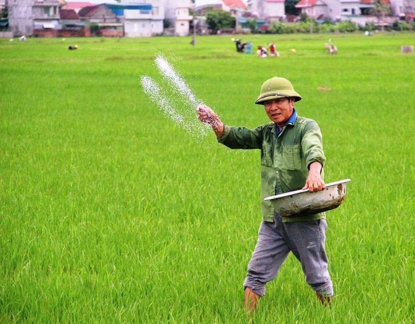 Bà con nông dân Yên Thành tích cực làm cỏ, bón phân chăm lúa từ rất sớm