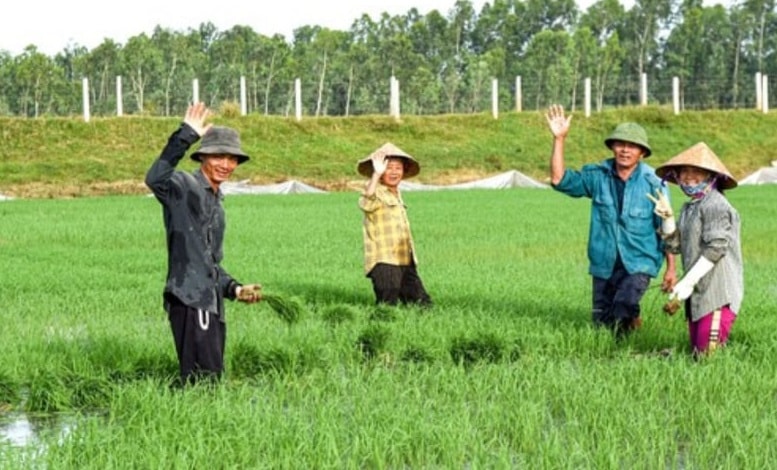 Người dân vùng Đồng Cò xã Viên Thành sản xuất quy mô lớn từ những thửa ruộng thuê mượn