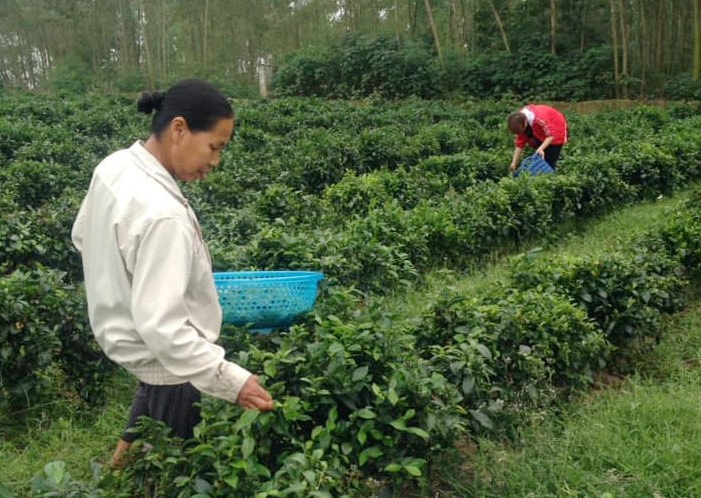 Người dân xã Yên Dương (Tam Đảo) thu hoạch chè