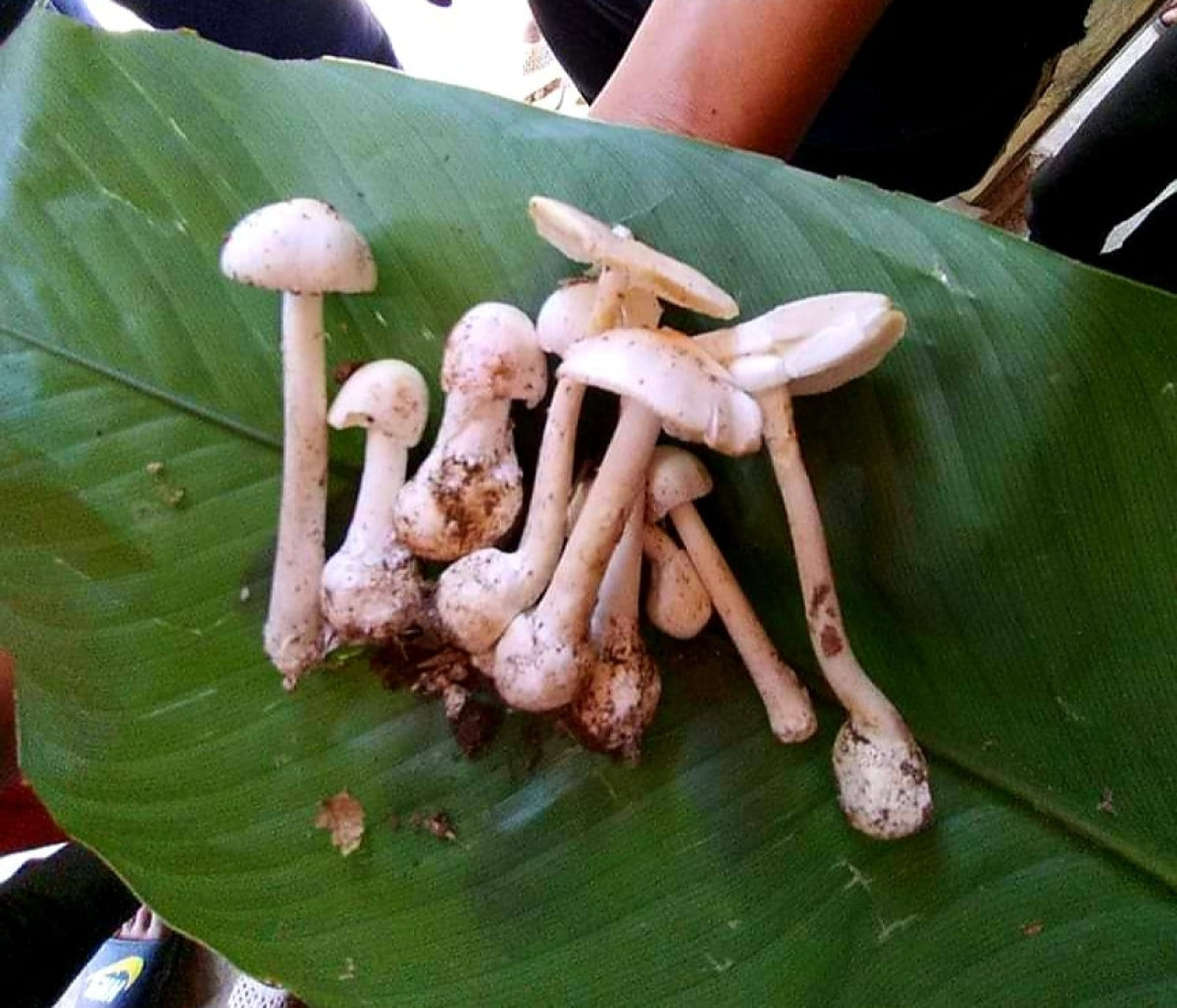 Hình ảnh cây nấm độc mà gia đình anh T.V.L ăn phải.