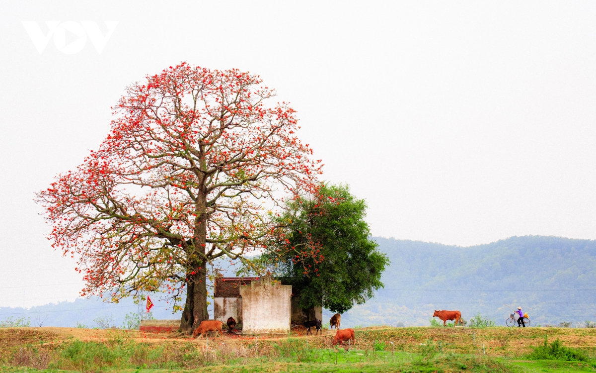 Tháng ba, hoa gạo khoe sắc thắm bên bờ sông Thương