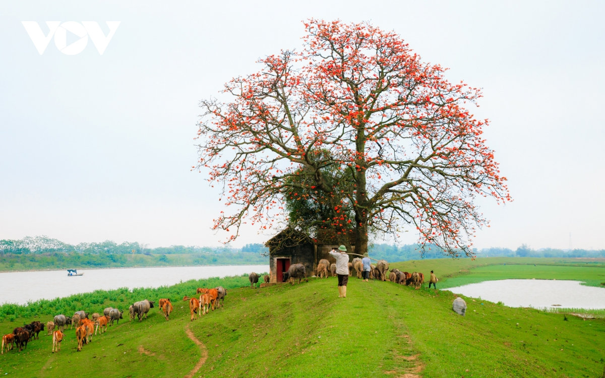 Tháng ba, hoa gạo khoe sắc thắm bên bờ sông Thương 3