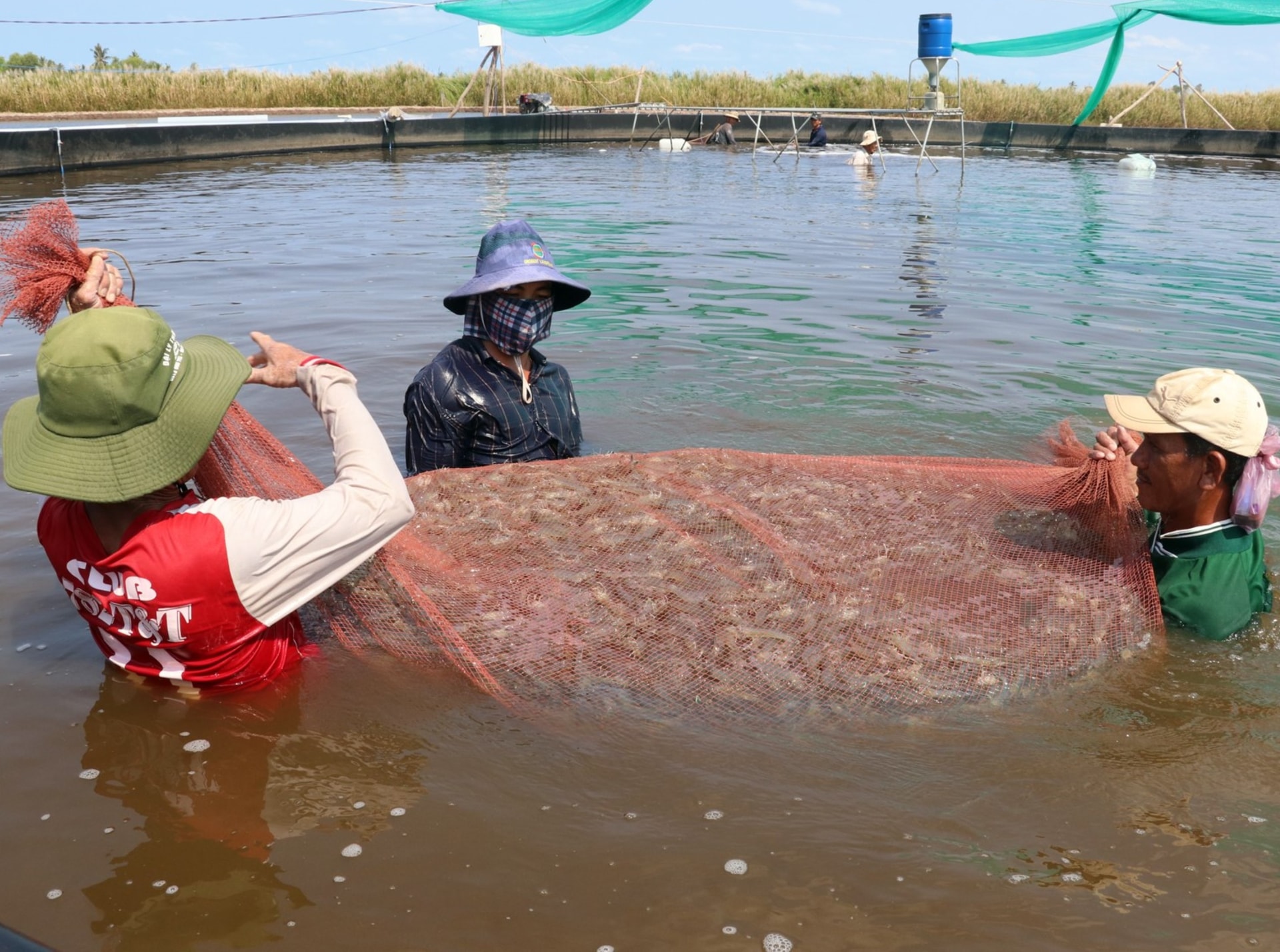 Gia đình ông Trần Văn Khởi, ở ấp Prey Chóp B, xã Lai Hòa (thị xã Vĩnh Châu) thu hoạch vụ tôm thẻ.