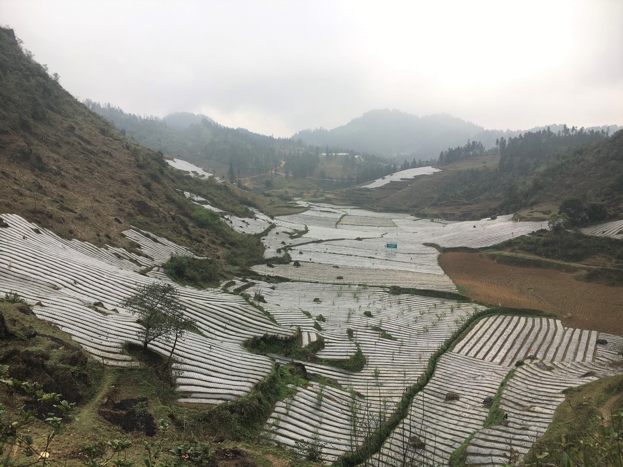 Một góc thung lũng trồng cây dược liệu Lả Dì Thàng (xã Tả Văn Chư) Một góc thung lũng trồng cây dược liệu Lả Dì Thàng (xã Tả Văn Chư)