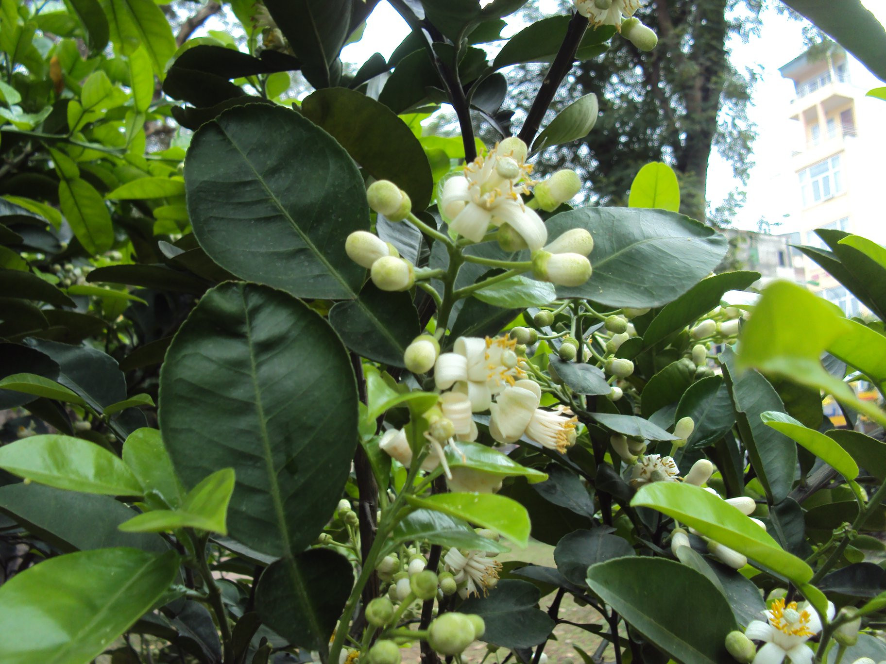Tháng ba hoa bưởi nở tỏa hương thơm ngào ngạt