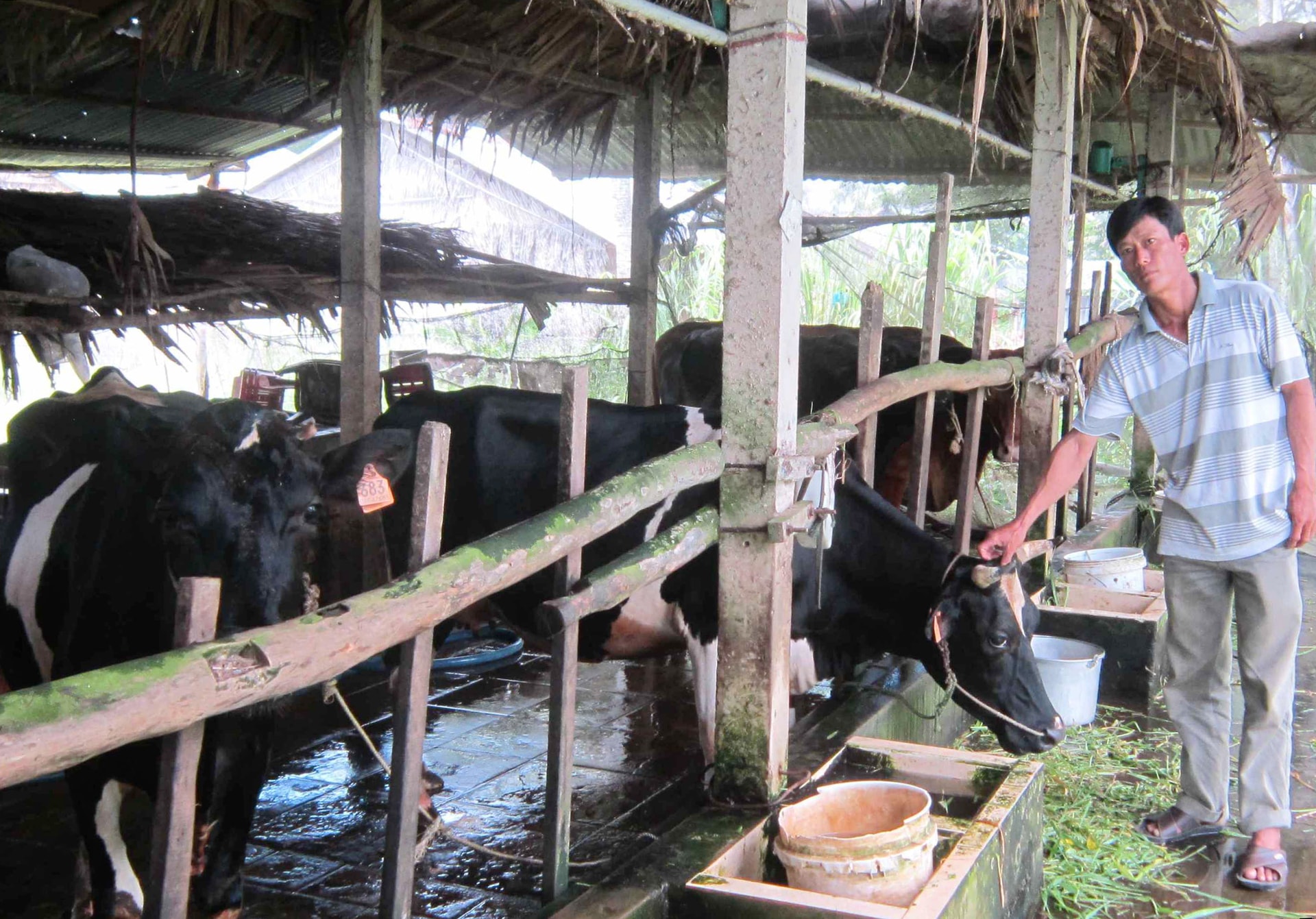Ông Danh Sung, một nông dân Khmer ở ấp Trà Ông xã Viên Bình (huyện Trần Đề – Sóc Trăng), chăm sóc đàn bò sinh sản của gia đình. Anh được Ngân hàng Chính sách Xã hội hỗ trợ vay 30 triệu đồng để mua hai con bò về nuôi. Ðến nay, gia đình anh đã 4 con bò thịt, thu nhập hằng năm bảo đảm cuộc sống gia đình và nuôi hai con học đại học. Ông Danh Sung, một nông dân Khmer ở ấp Trà Ông xã Viên Bình (huyện Trần Đề – Sóc Trăng), chăm sóc đàn bò sinh sản của gia đình. Anh được Ngân hàng Chính sách Xã hội hỗ trợ vay 30 triệu đồng để mua hai con bò về nuôi. Ðến nay, gia đình anh đã 4 con bò thịt, thu nhập hằng năm bảo đảm cuộc sống gia đình và nuôi hai con học đại học.