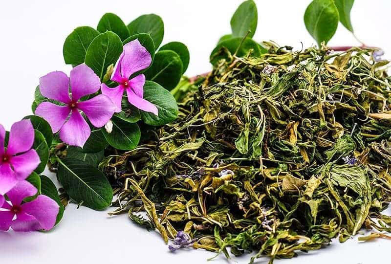Bài thuốc chữa bệnh từ cây dừa cạn 1