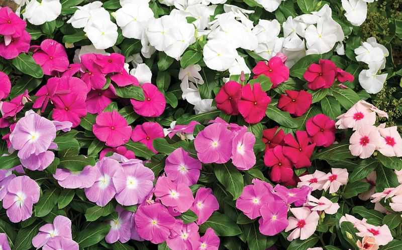 Dừa cạn có tính mát, vị đắng, tác dụng hoạt huyết, tiêu thũng, an thần, lợi tiểu