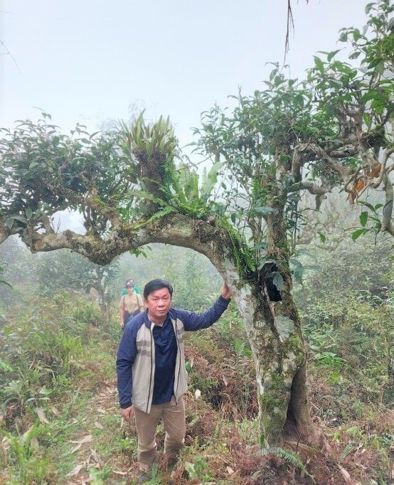  Cây chè Shan tuyết cổ thụ mang lại nguồn thu ổn định hàng năm cho bà con thôn Lùng Vài. (Trong ảnh: Cán bộ xã đi kiểm tra diện tích trồng chè của bà con)