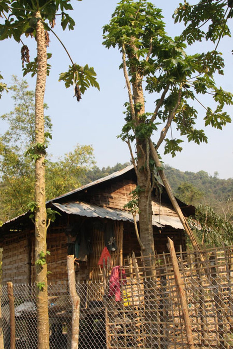 Trước đây, nhà khá nhất bản Nậm Củm chỉ có cây đu đủ. Khi nào cây đu đủ ra quả thì đều có người ở nhà để trông vì sợ bị hái trộm (Ảnh chụp năm 2014)