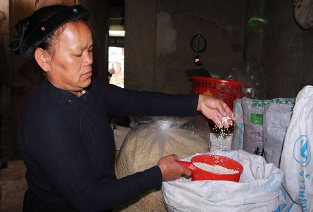 Chọn gạo làm bánh phải là loại nếp ngon Chọn gạo làm bánh phải là loại nếp ngon