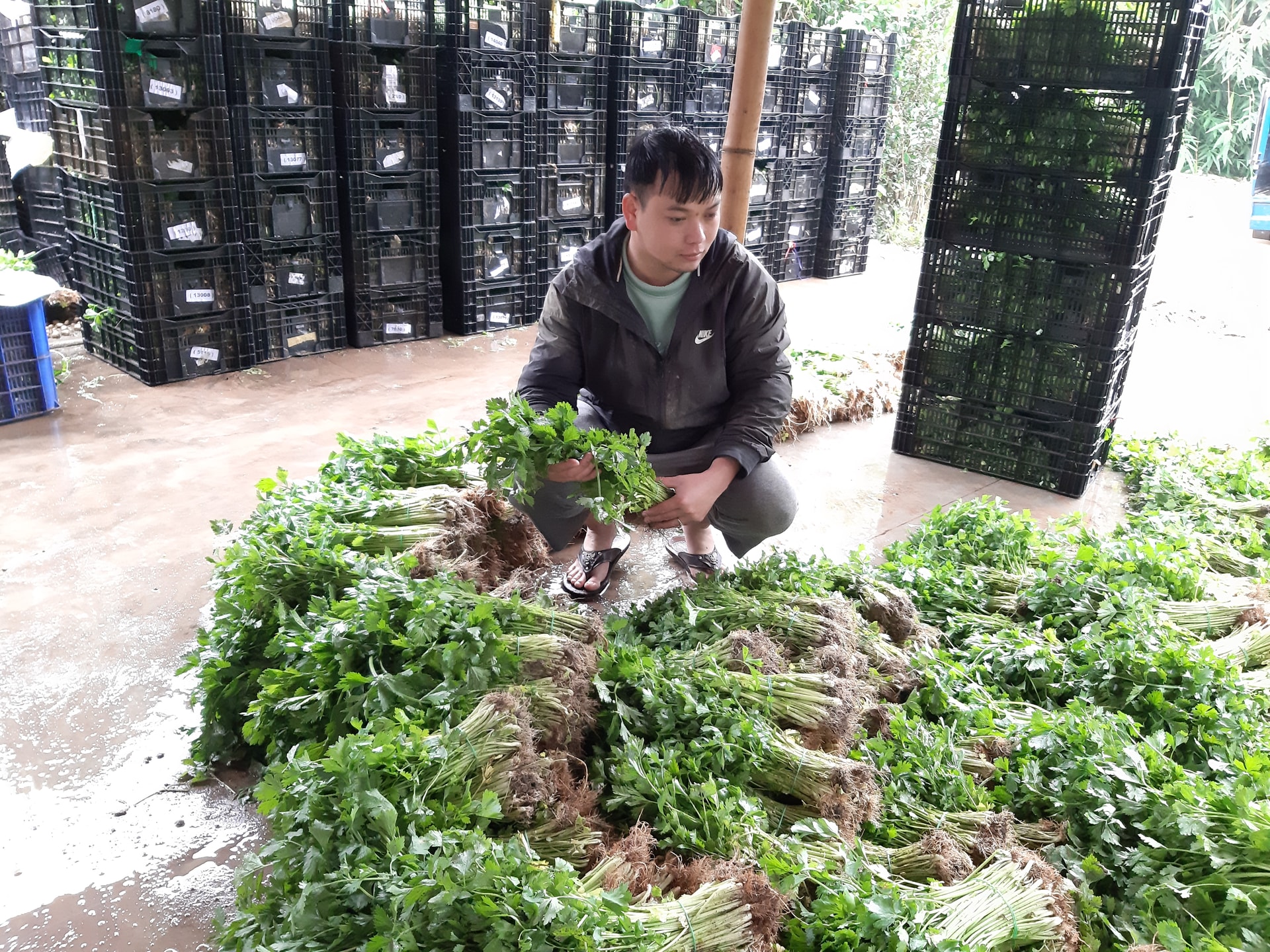Lưu Lập Đức kiểm tra sản phẩm rau trước khi đóng thùng xuất xưởng