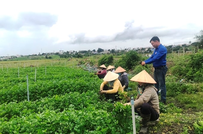 Lưu Lập Đức cùng bà con nông dân lao động sản xuất trên cánh đồng tại huyện Đức Trọng                                      