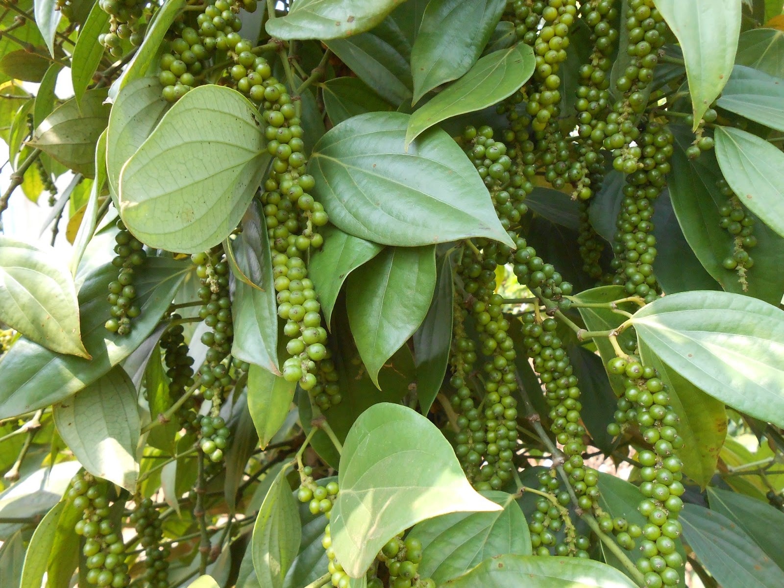    Hồ tiêu đang là cây trồng có giá trị kinh tế ở Việt Nam, giá tiêu ổn định trong nhiều năm, người trồng có thu nhập cao.