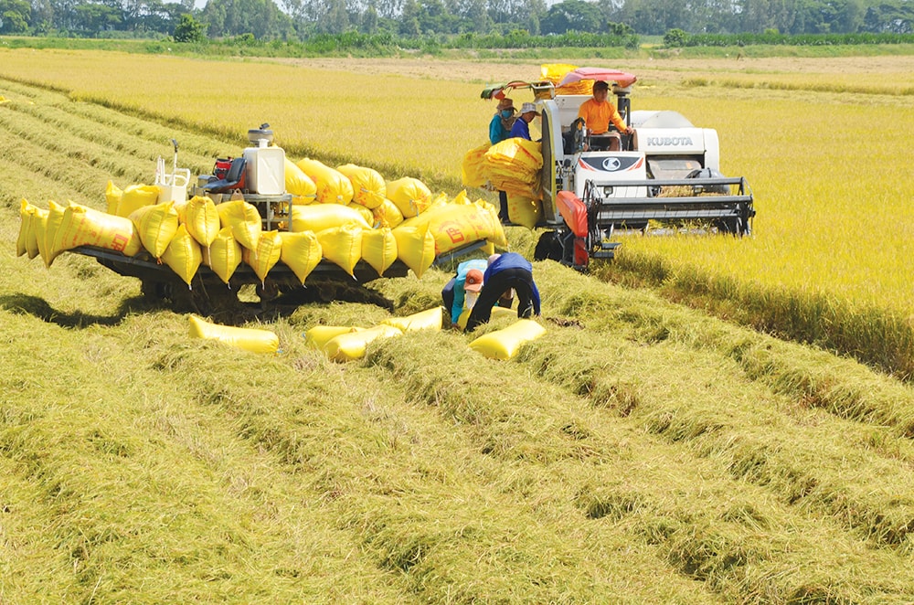 Lúa gạo là một trong những nguồn lương thực quan trọng của Việt Nam. Ảnh minh họa