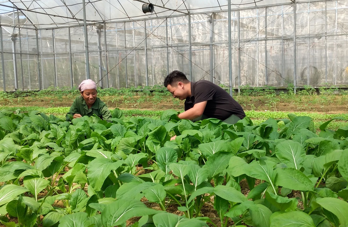 Phó Bí thư Đoàn xã Tân Vinh, Đinh Thế Ngữ Tôn hướng dẫn nông dân áp dụng đúng quy trình sản xuất rau an toàn, giúp nâng cao hiệu quả sản xuất nông nghiệp.
