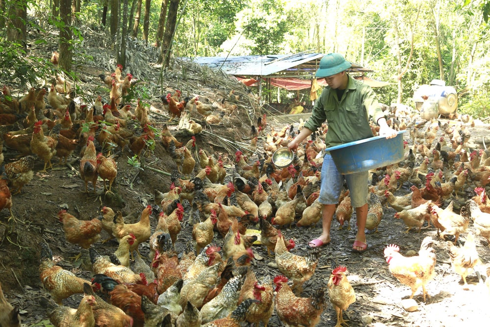 Mô hình nuôi gà Tiên Yên của anh Trần Văn Hạnh, xã Phong Dụ, huyện Tiên Yên, Quảng Ninh.