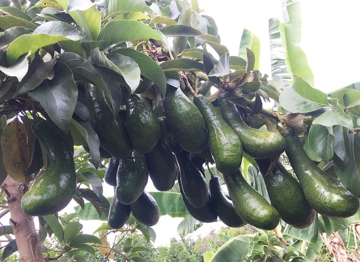 Bơ là cây trồng mang lại giá trị kinh tế cao, được trồng chủ yếu tại Tây Nguyên và Đông Nam Bộ