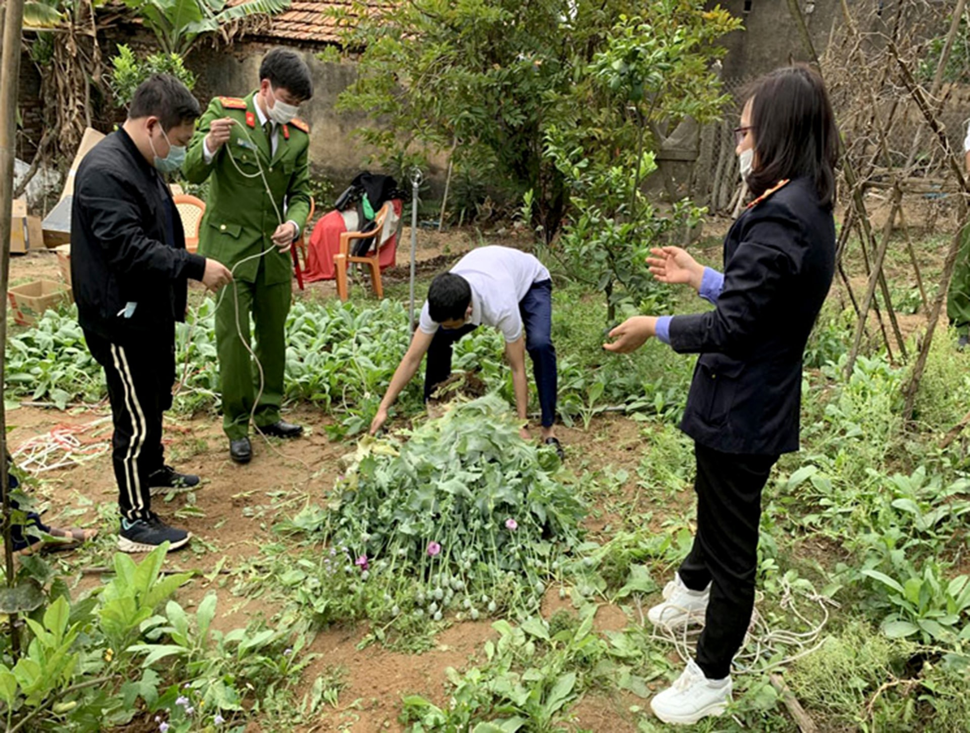 Lực lượng chức năng huyện Việt Yên (Bắc Giang) thu giữ cây anh túc tại vườn nhà người dân. (ảnh tư liệu).