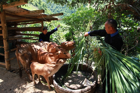 Nguồn vốn chính sách giúp người dân đồng bào miền núi đầu tư sản xuất, vươn lên thoát nghèo