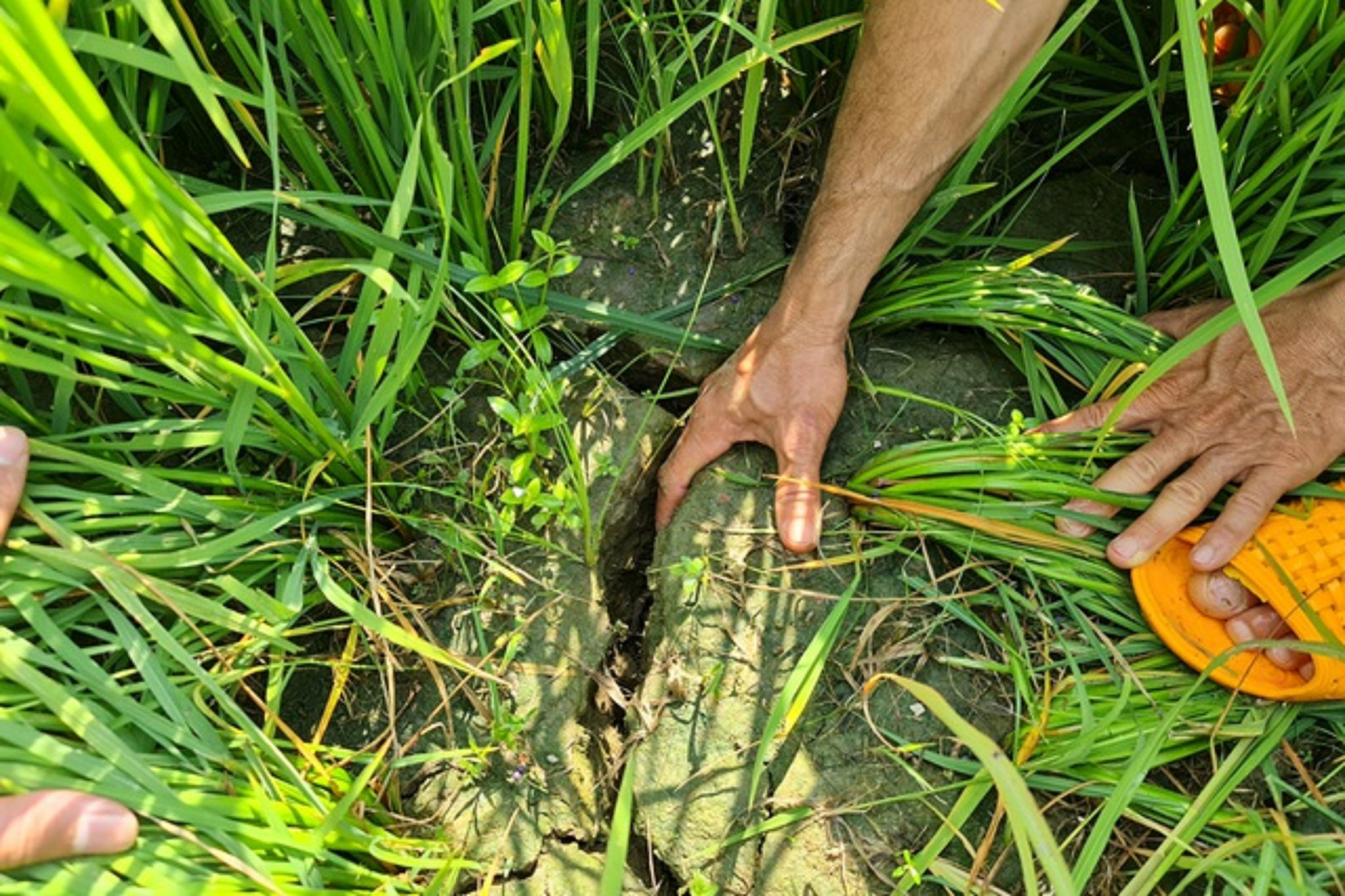 Ruộng lúa nứt toác vì thiếu nước
