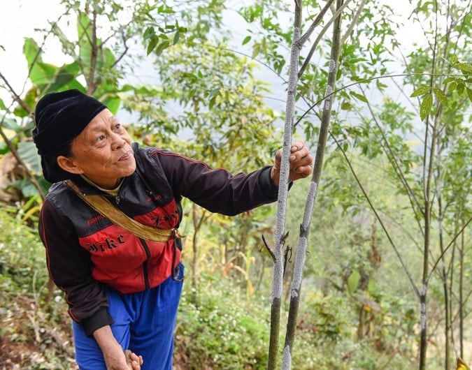 Nghề nuôi cánh kiến đỏ giúp người dân có thêm thu nhập, cải thiện cuộc sống 