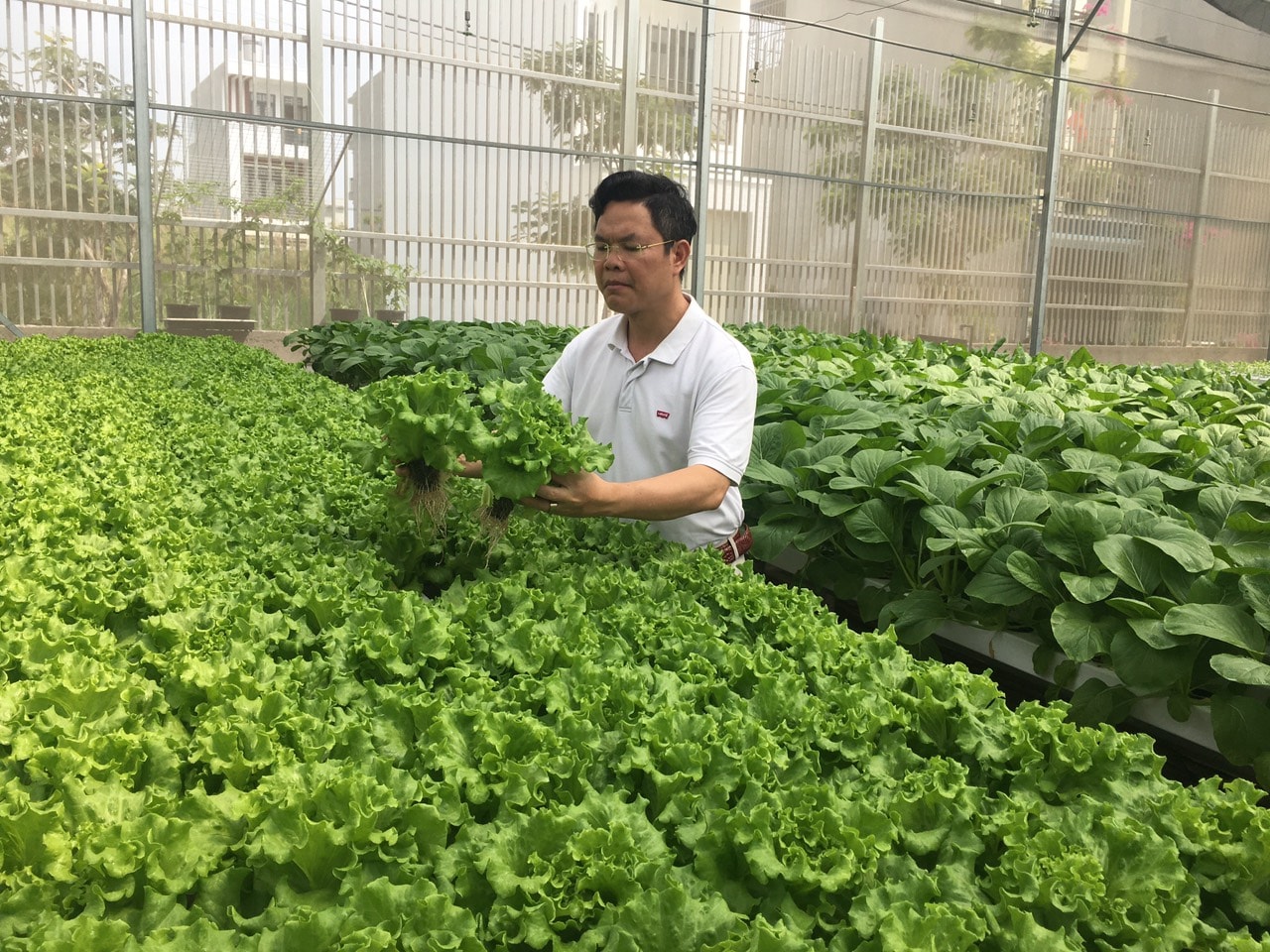 Mô hình trồng rau thủy canh đem lại lợi nhuận kinh tế cao