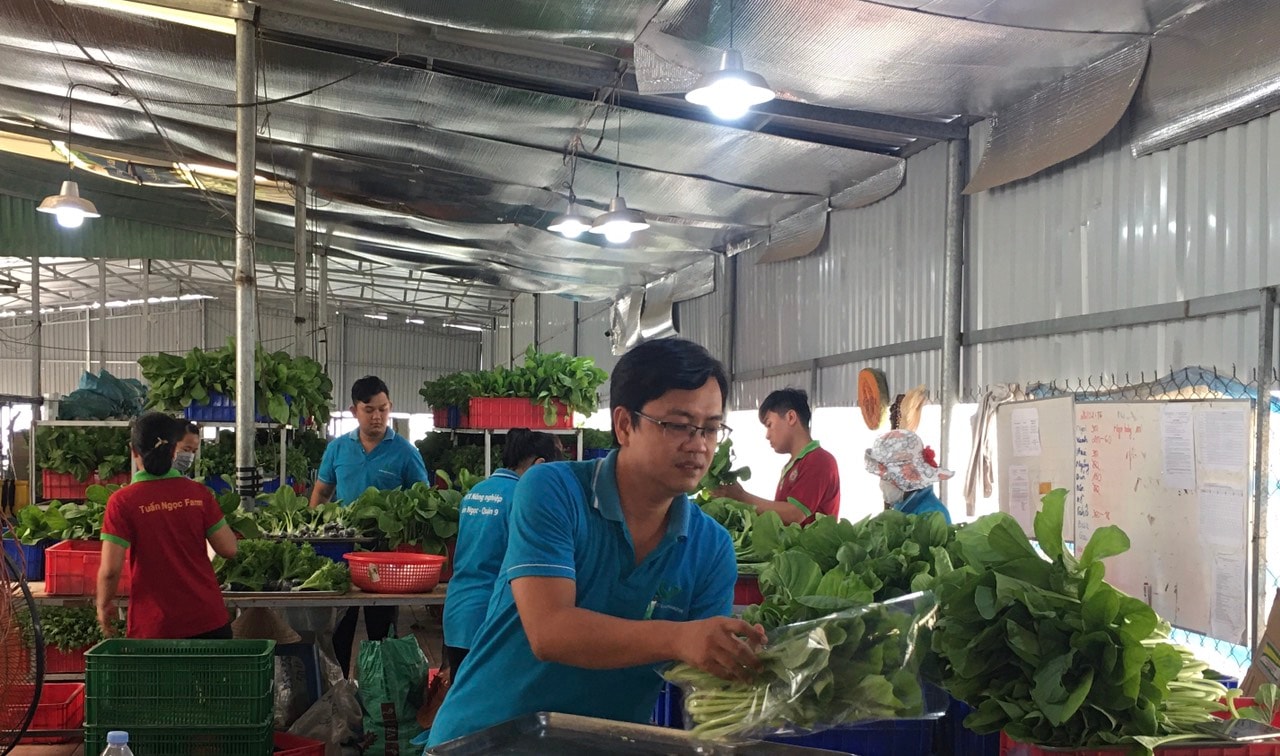 Rau sạch được đóng gói sau thu hoạch